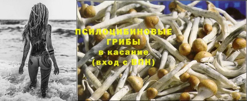 где найти наркотики  Мамадыш  Псилоцибиновые грибы MAGIC MUSHROOMS 